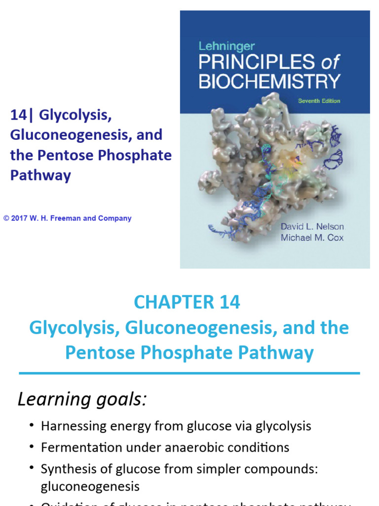 Lehninger 7e PPT Ch14 Complete | PDF | Glycolysis | Adenosine Triphosphate