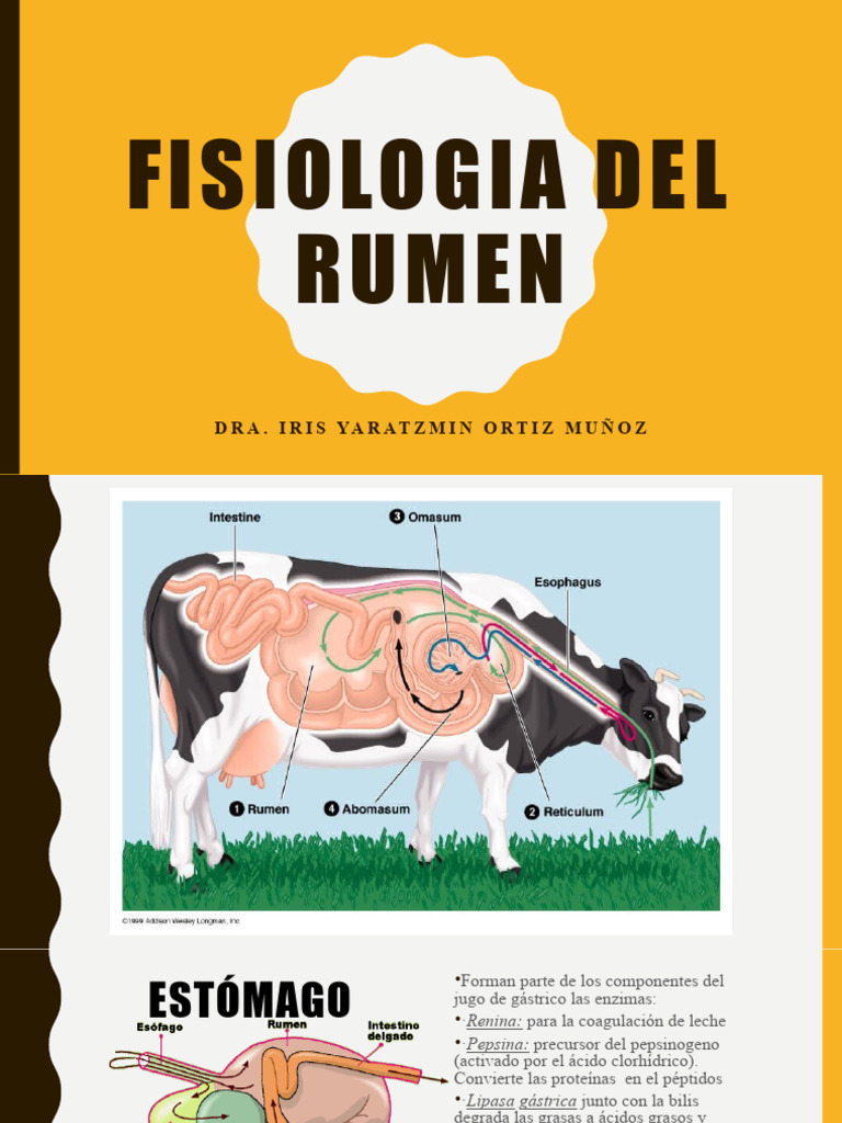 FISIOLOGIA DEL RUMEN | Descargar gratis PDF | Carbohidratos | Polisacárido