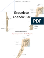 Esqueleto apendicular membros superior inferior