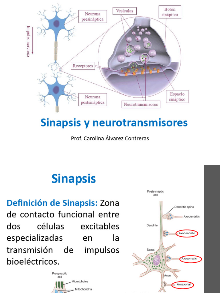 Sinapsis y Neurotransmisores | PDF | Sinapsis | Biología Celular