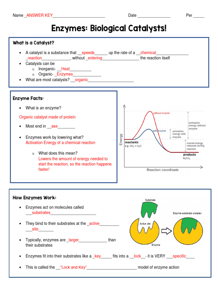 Enzyme Guided Notes Answer Key | PDF | Enzyme | Cofactor (Biochemistry)