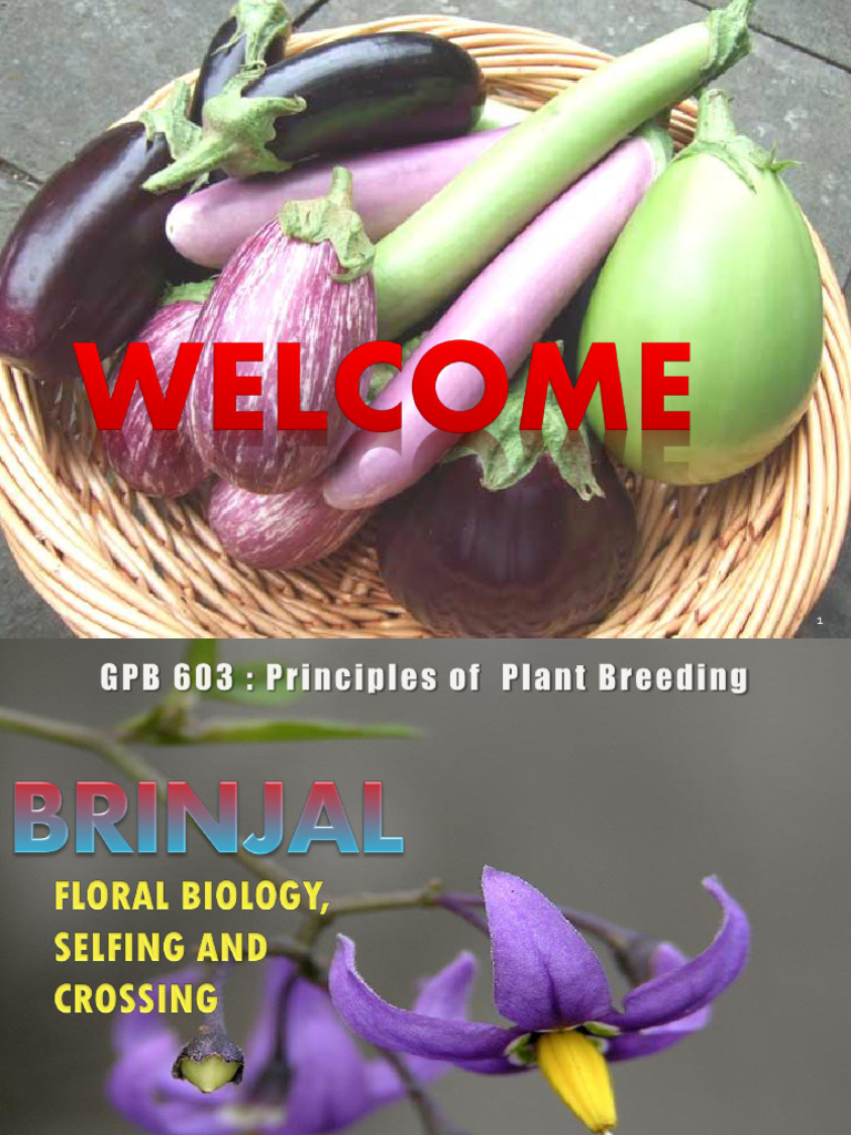 Brinjal Floral Biology Emasculation and Hybridization Technique PDF