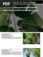 Trees of Pakistan: A Comprehensive Guide | PDF | Grafting | Mango