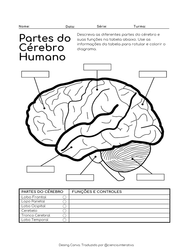 Partes e Funções do Cérebro Humano | PDF, image size:768x1024