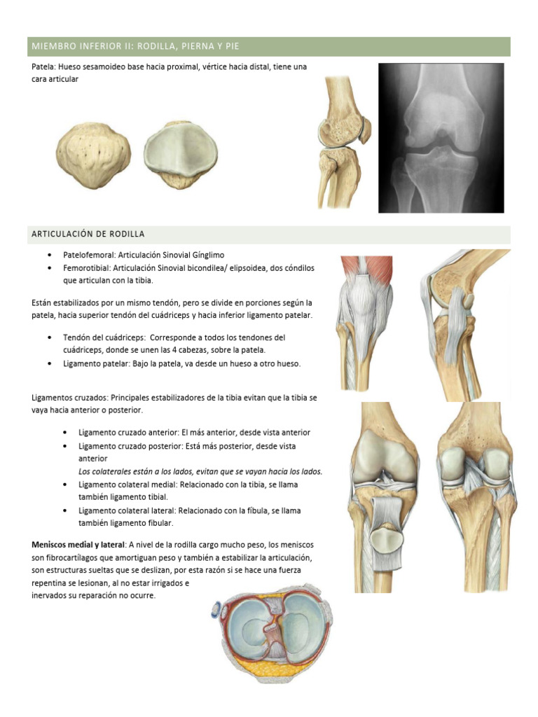 Mmii 2 | PDF | Rodilla | Pie