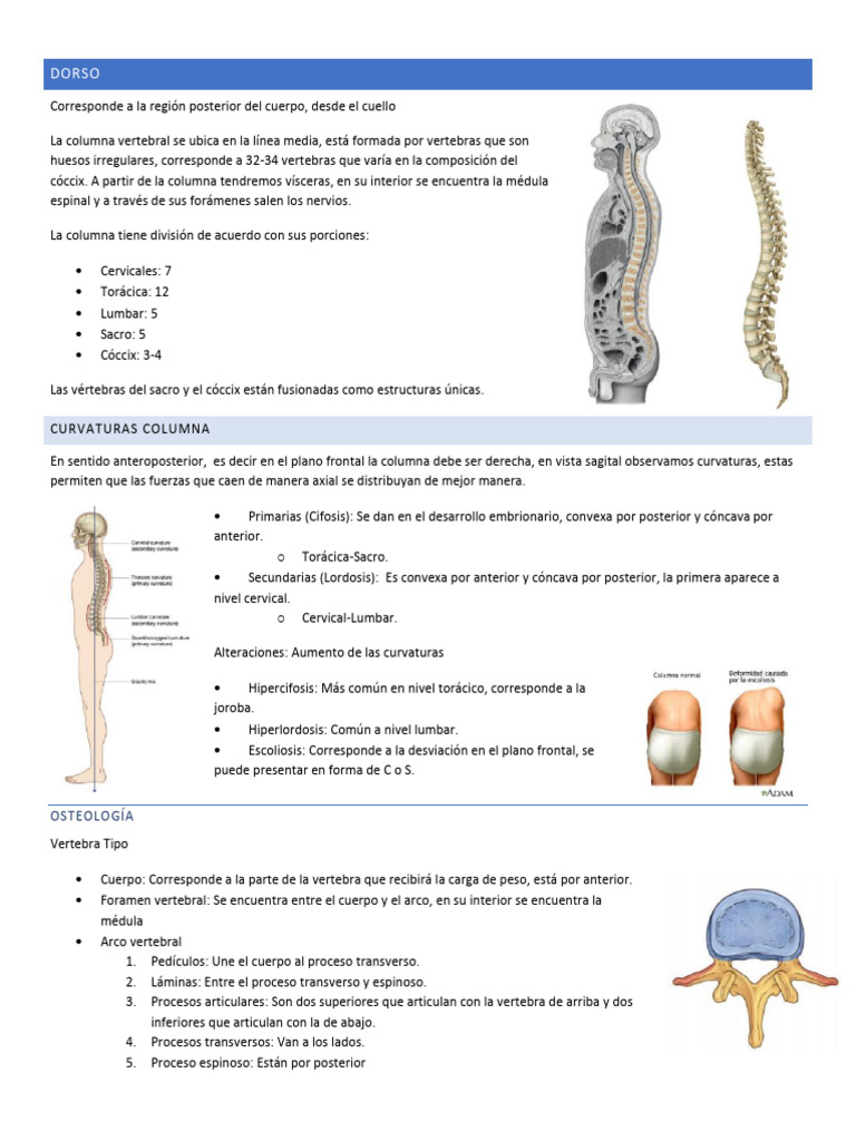 Anatomía y Funciones de la Columna Vertebral | PDF | La columna ...