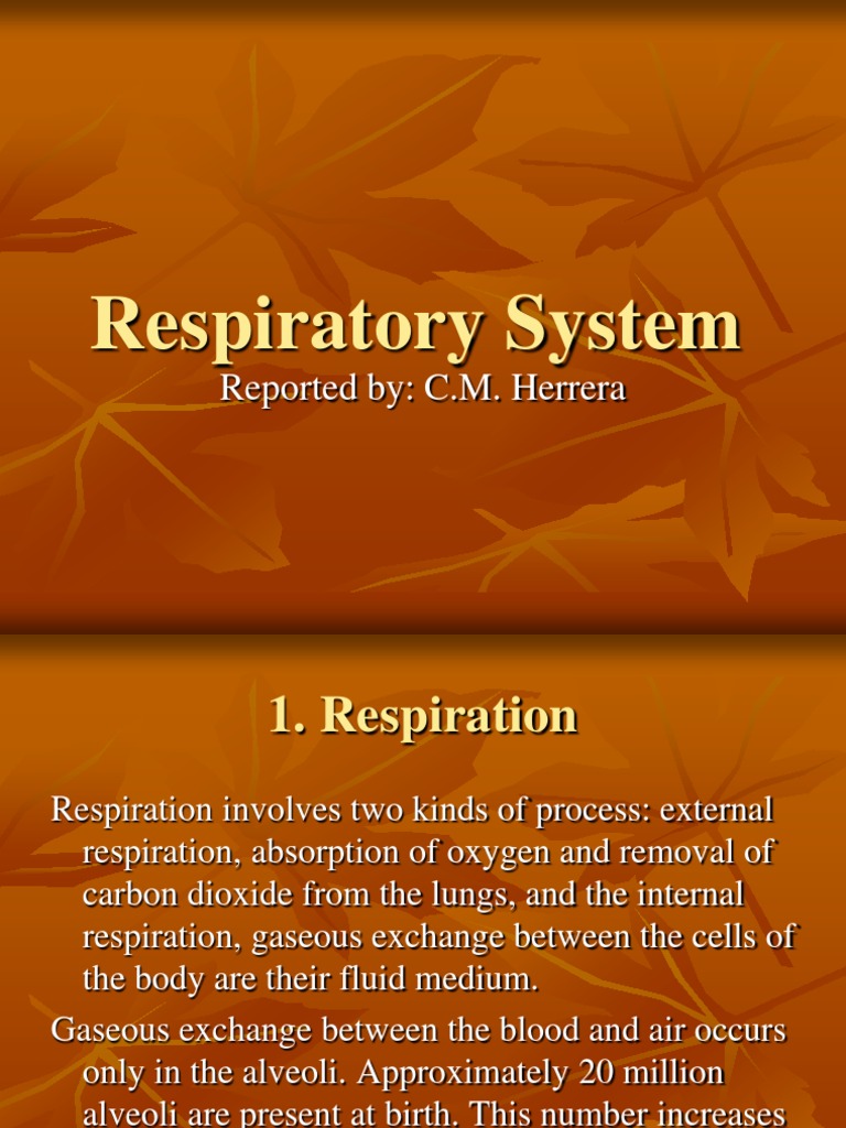 Overview of the Respiratory System | PDF | Lung | Respiratory System