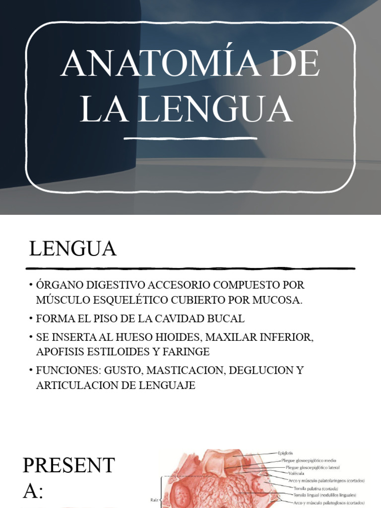 Anatomía de La Lengua | PDF | Artes del lenguaje y disciplina ...
