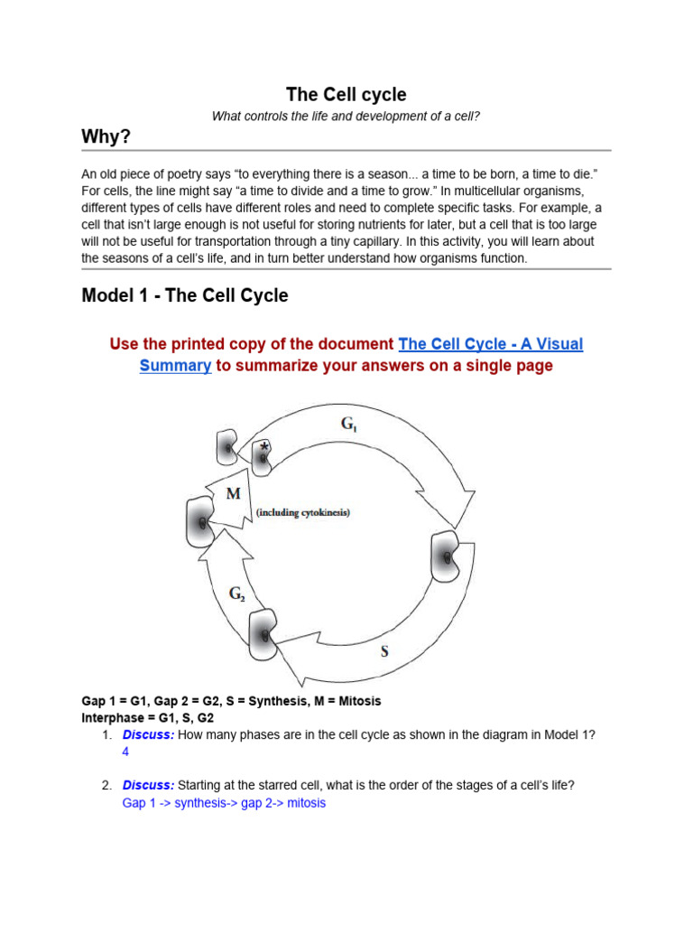 Cell Cycle | PDF | Cell Cycle | Mitosis
