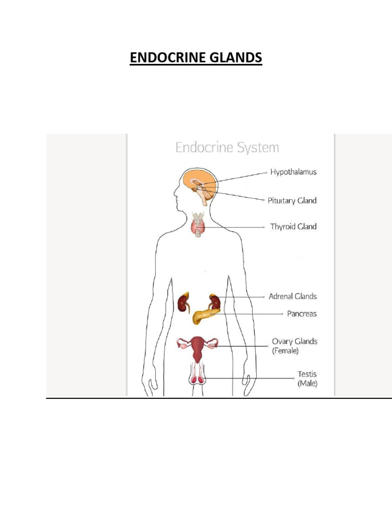 Hormones class 8 download free pdf hormone thyroid
