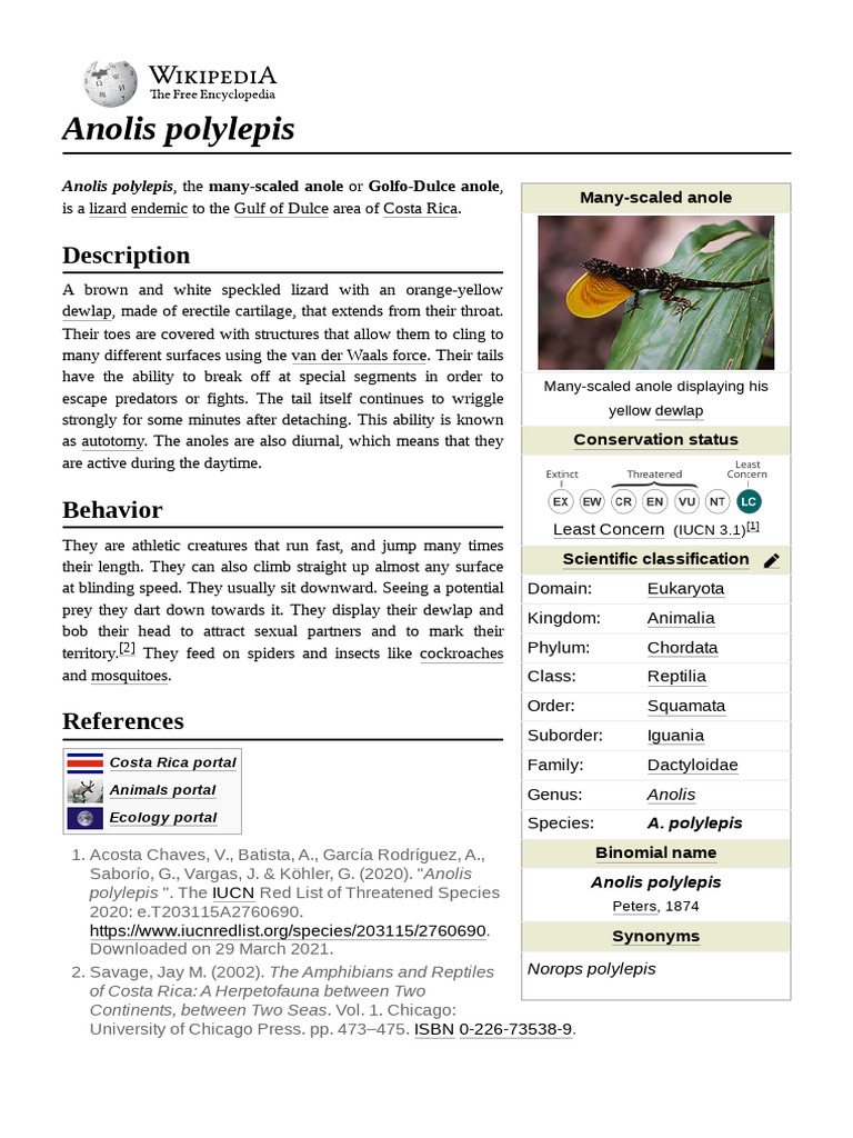 Many-Scaled Anole: A Costa Rican Lizard | PDF | Lizard | Zoology