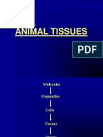 2.animal Tissues