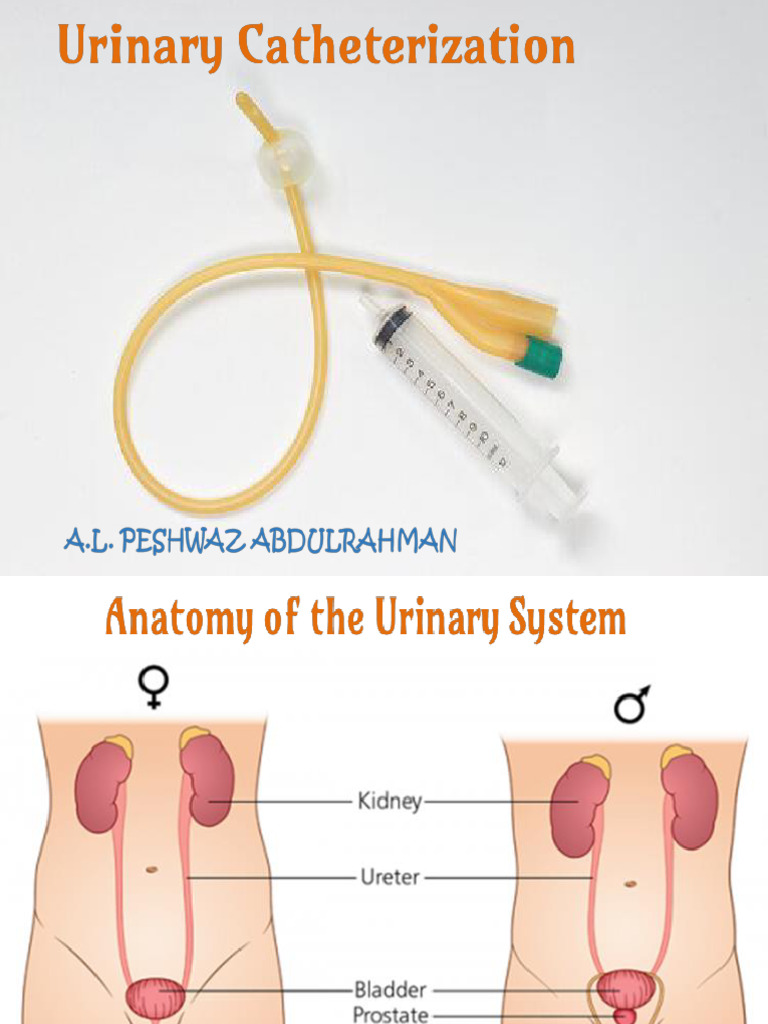 Urinary Catheterization PDF | PDF | Urinary System | Urology