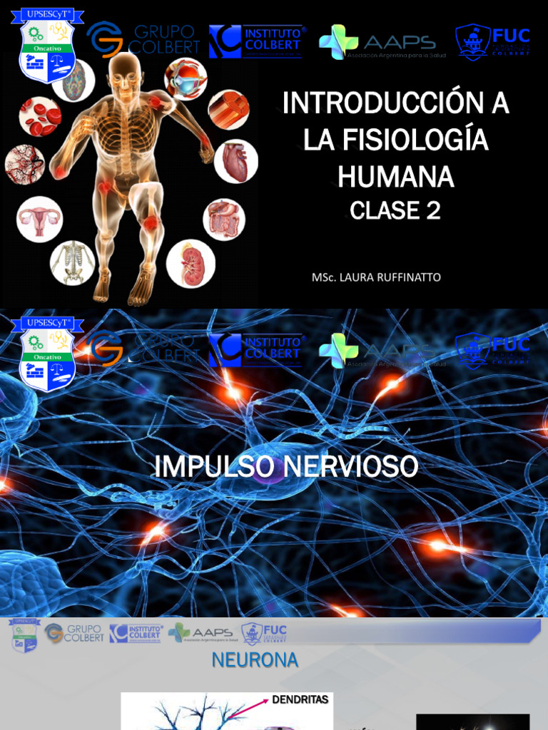 Neurona Anaxónica y Sinapsis Clase 2 | PDF | Potencial de acción | Sinapsis