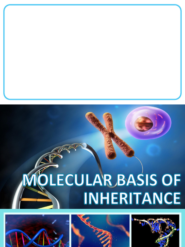 Molecular Basis of Inheritance Overview | PDF | Nucleotides ...