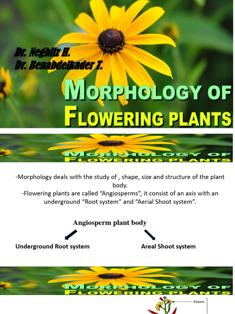 Angiosperm Plant Morphology Overview | PDF | Root | Leaf