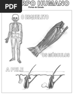 Fichas Estudo-CorpoHumano