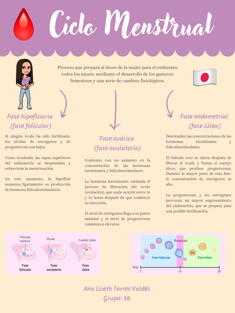 Infografía del Ciclo Menstrual | PDF | Ciclo menstrual | Endocrinología