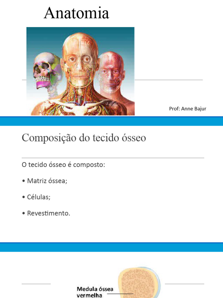 Anatomia 4 Pdf Osso Anatomia