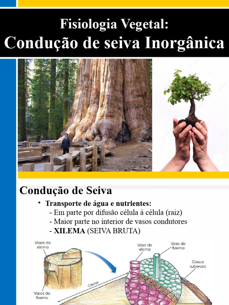 Condução de Seiva em Plantas: Xilema e Floema | PDF | Raiz | Anatomia
