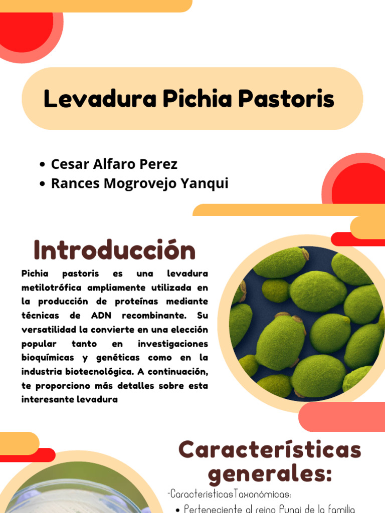 Cultivo y Análisis de Pichia Pastoris | PDF | Levadura | ADN recombinante