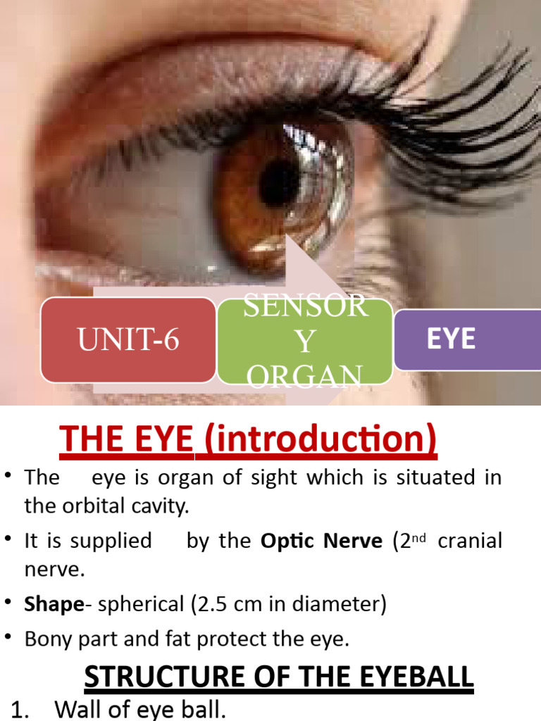Anatomy and Physiology of the Eye | PDF | Visual System | Human Eye