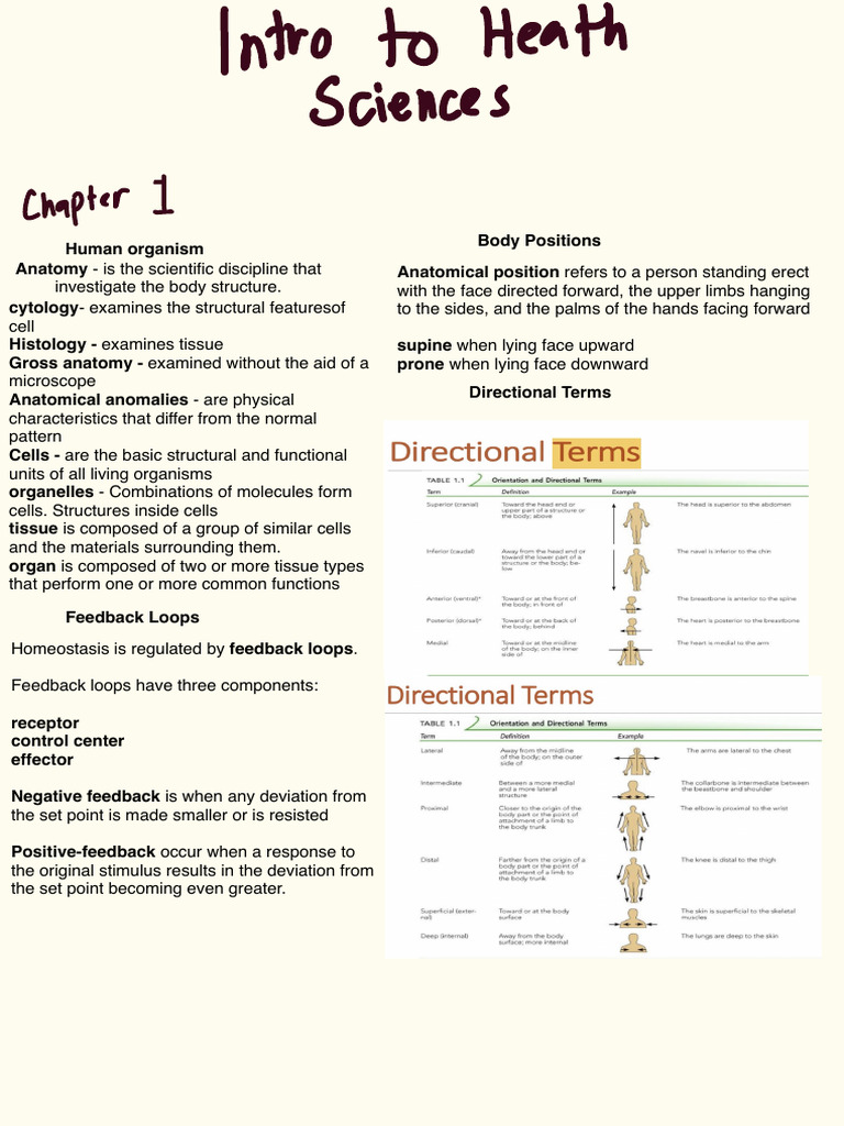 IHS (1) | Download Free PDF | Bone | Epithelium
