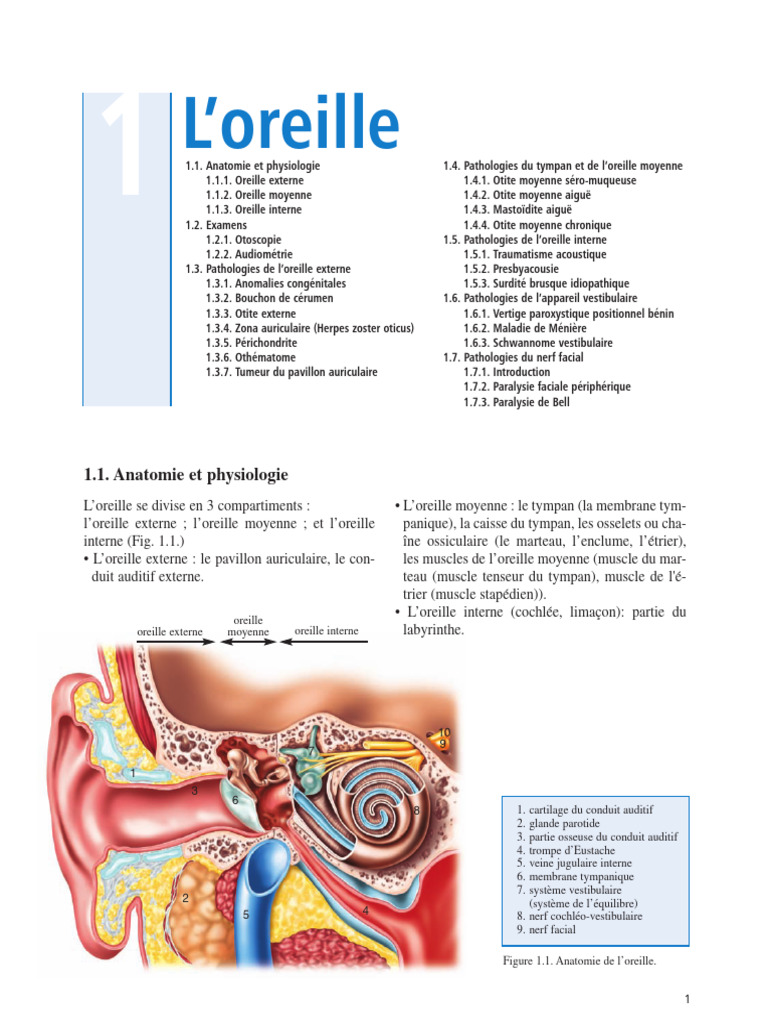 Anatomie de l'oreille interne et externe | PDF | Oreille | Système auditif