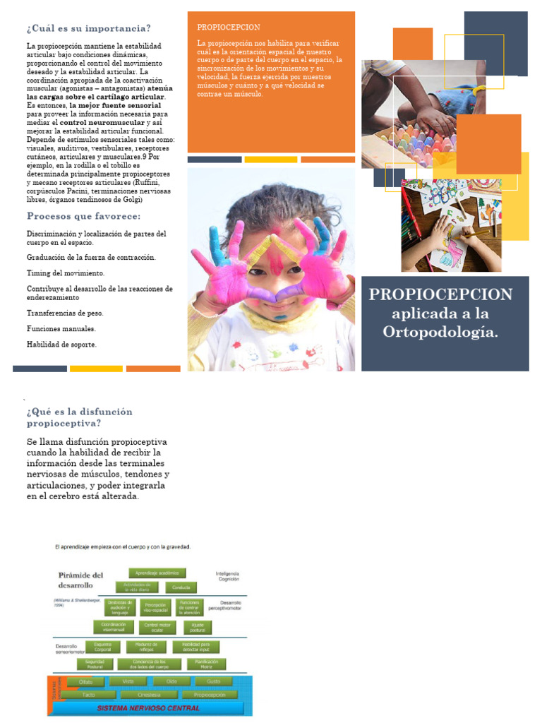 Importancia de la Propiocepción Articular | PDF | Anatomía | Neurociencia