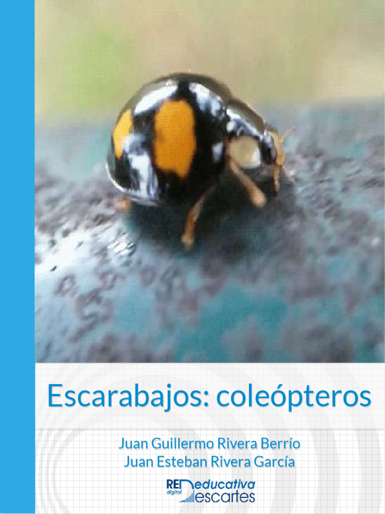 Coleopteros_escarabajos | PDF | Escarabajo | Crisálida
