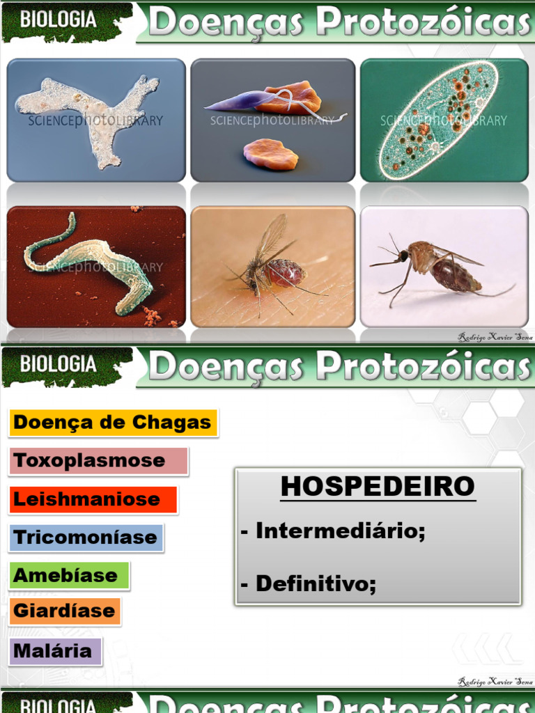 Doenças Causadas por Protozoários | PDF | Malária | Plasmodium