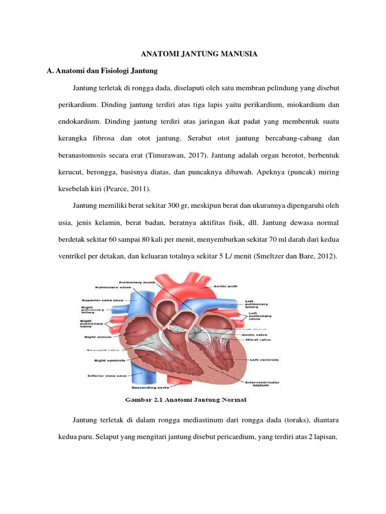 Anatomi Jantung | PDF