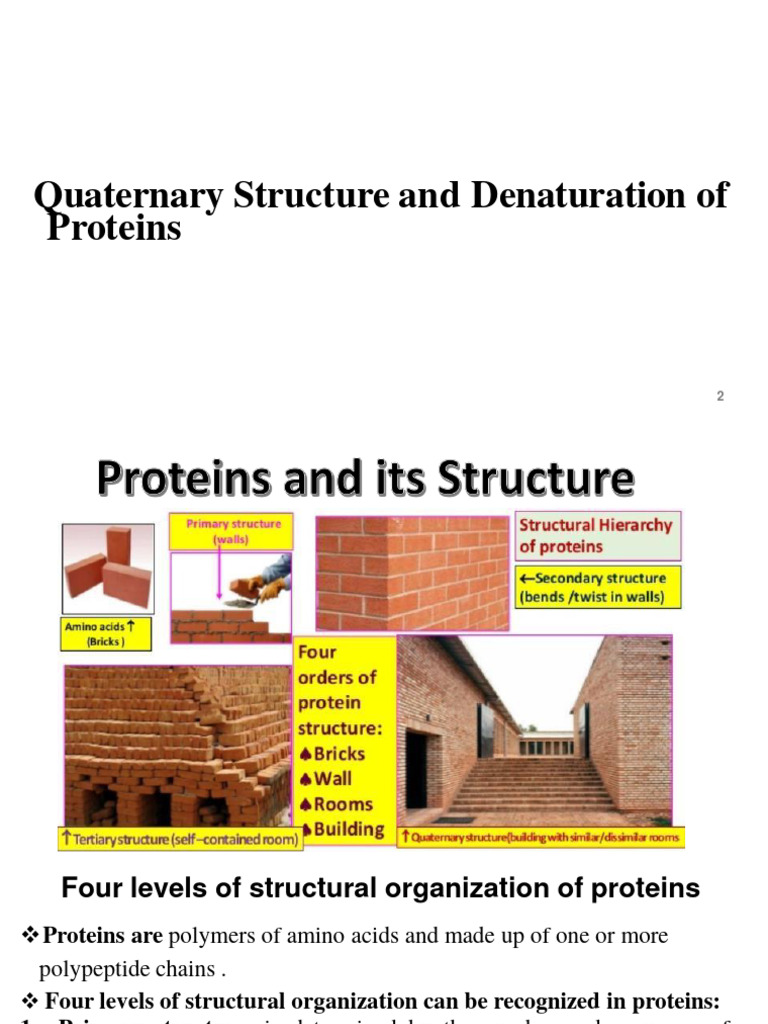Structure of Proteins Part2 PDF Protein Structure Denaturation