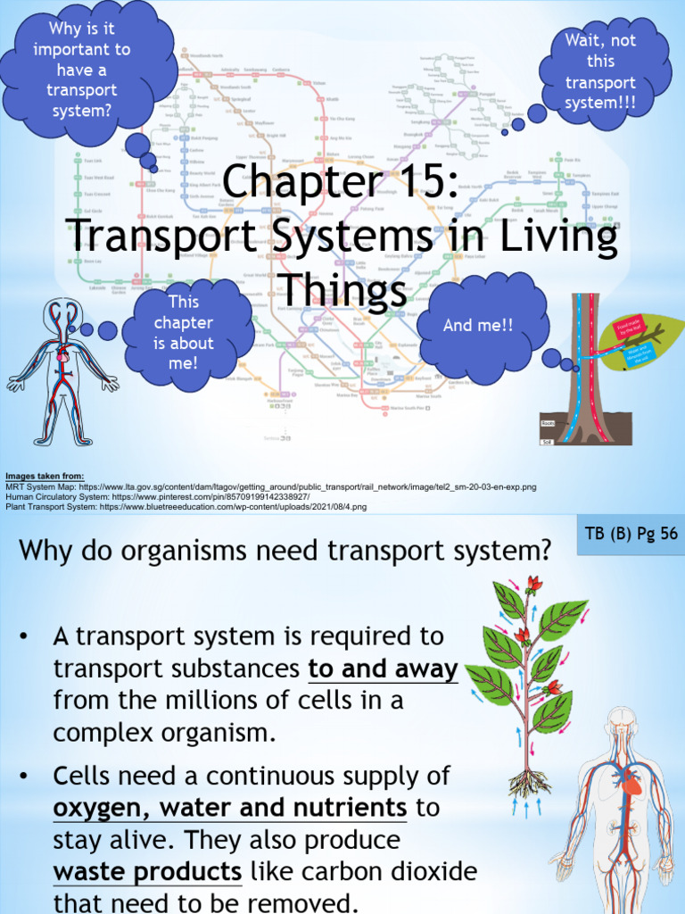 Chapter 15 - Transport Systems (Student) | PDF | Osmosis | Blood
