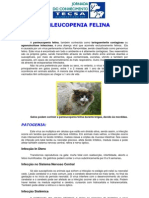 Panleucopenia Felina