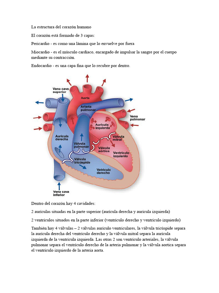 Corazon Pdf