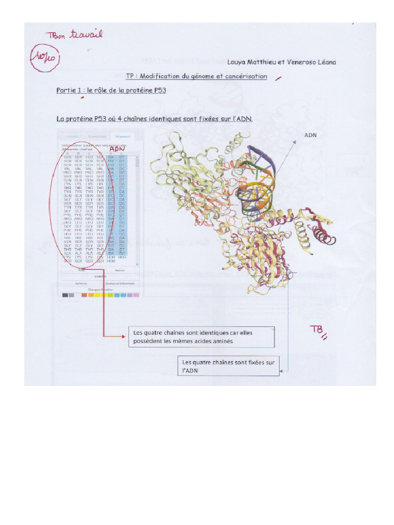 Corection TP P53 | PDF