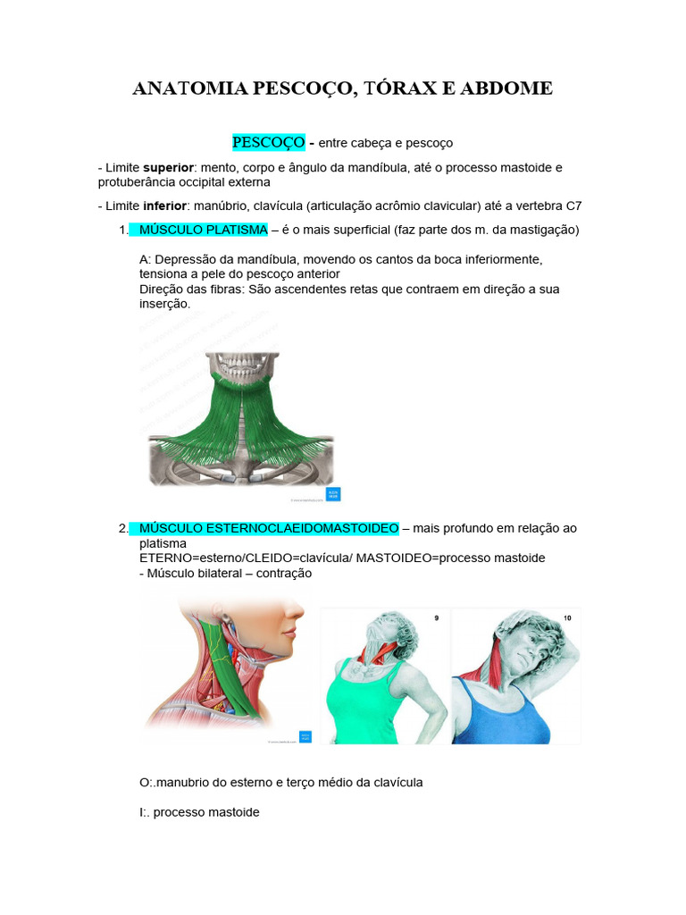 Anatomia Pescoço Tórax E Abdome Pdf Anatomia Sistema Locomotor