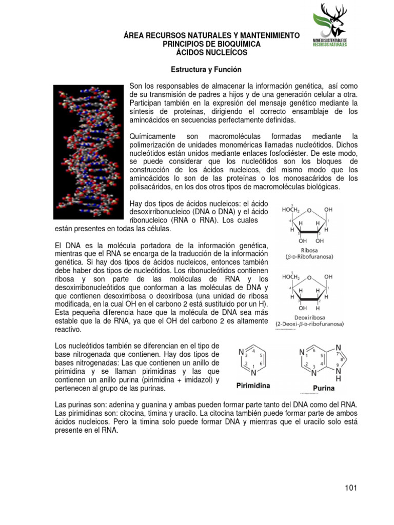 Ácidos Nucleicos | PDF | Rna | Adn