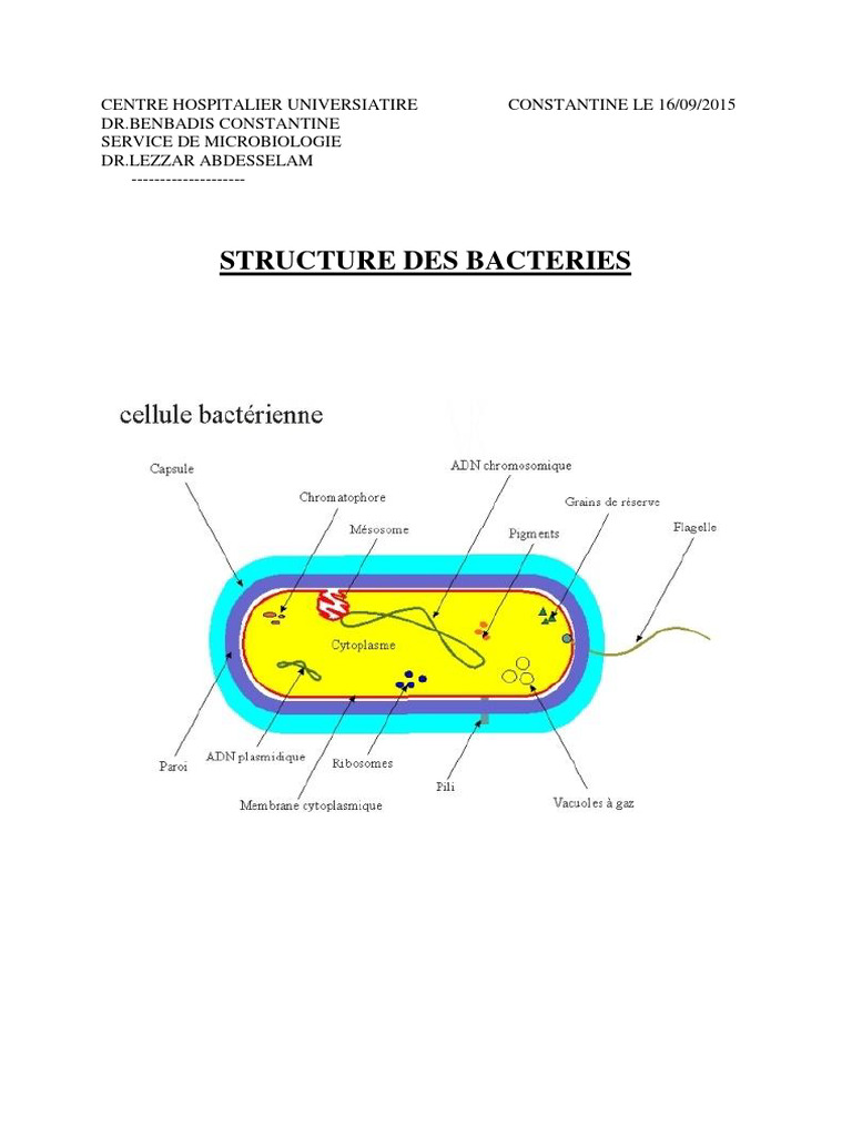 Structure et Antigénicité des Bactéries | PDF | Bactérie | Cytoplasme