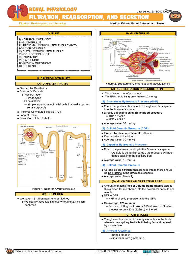 292 Renal Physiology Filtration, Reabsorption, And Secretion Overview