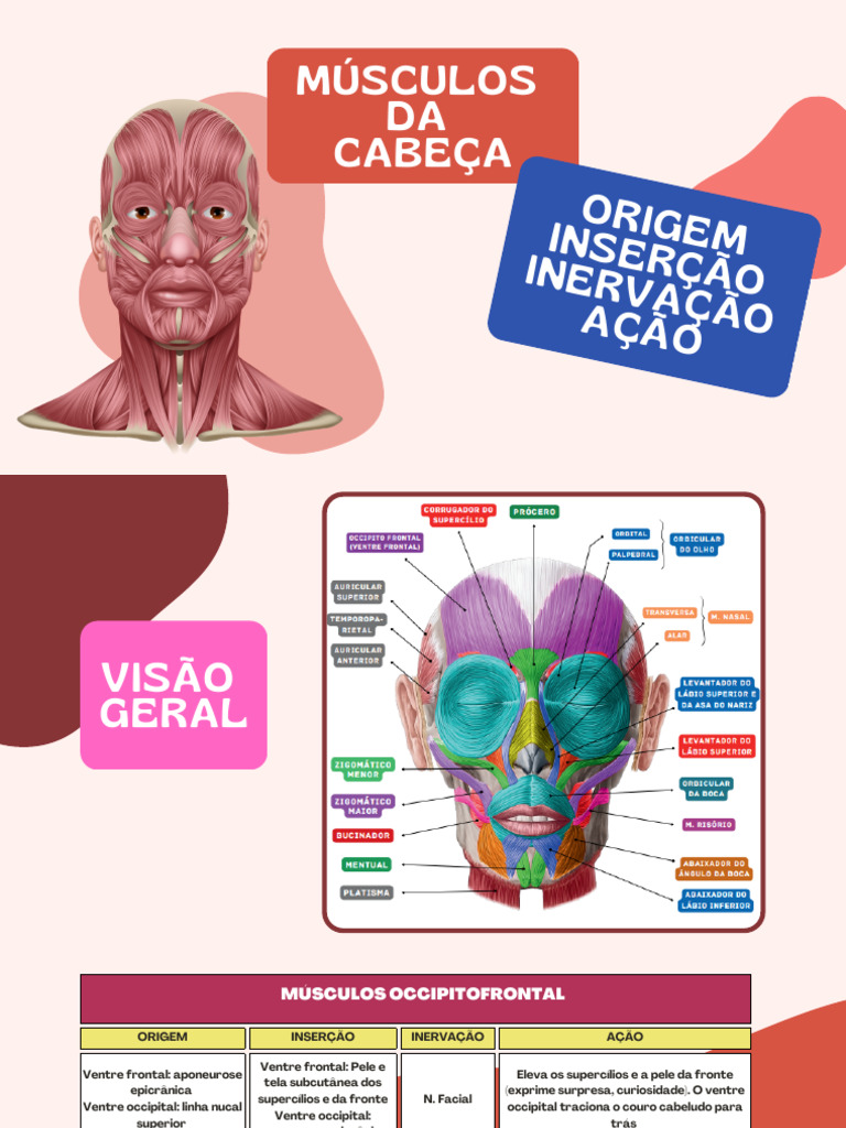 Sistema Muscular Cabeã - A | PDF | Rosto | Sistema Locomotor