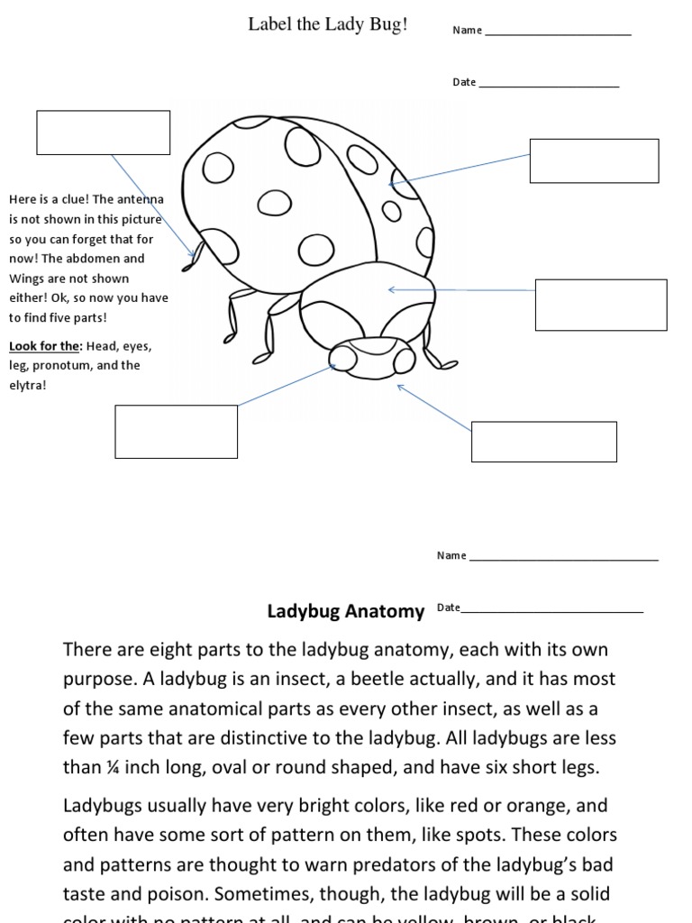 Ladybug Anatomy and Body Parts Guide | PDF | Coccinellidae | Insects