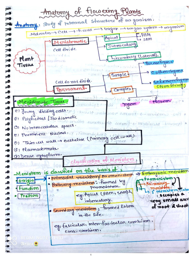 Anatomy of Flowering Plants... Notes PDF