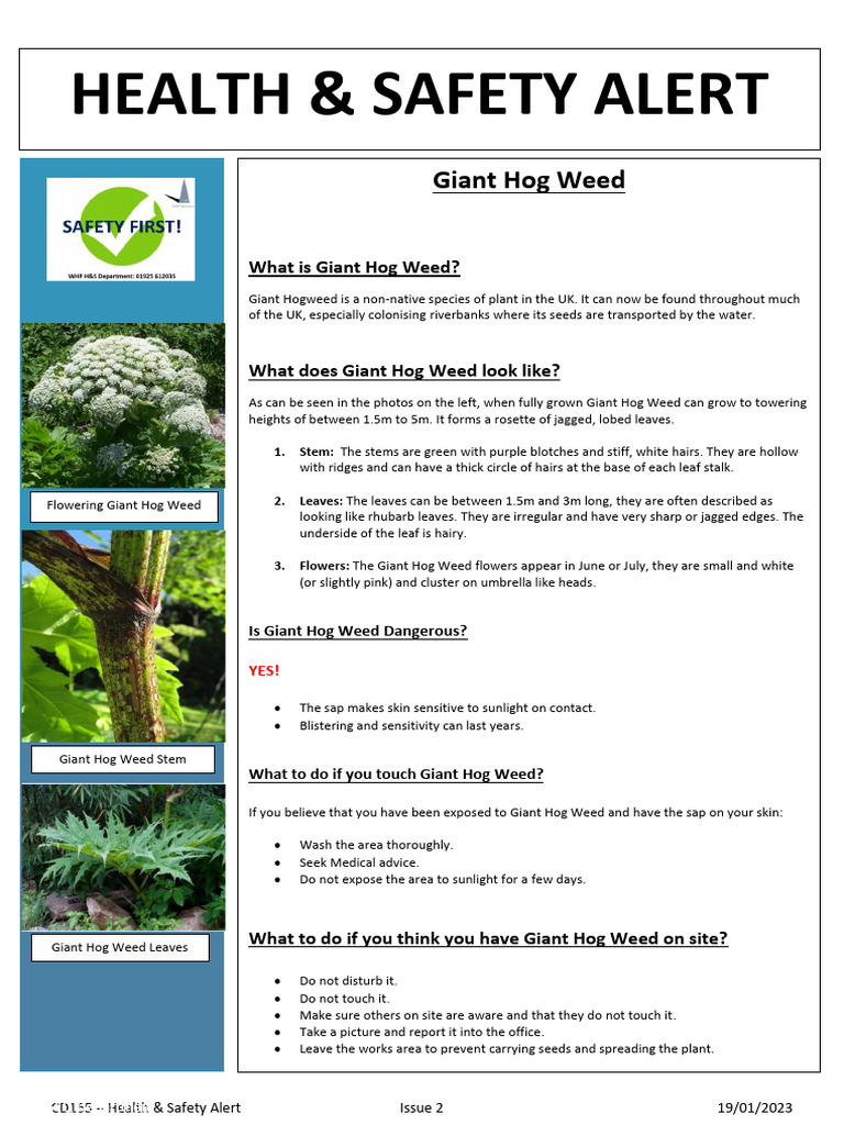 Giant Hogweed Health & Safety Guide | PDF | Weed | Botany