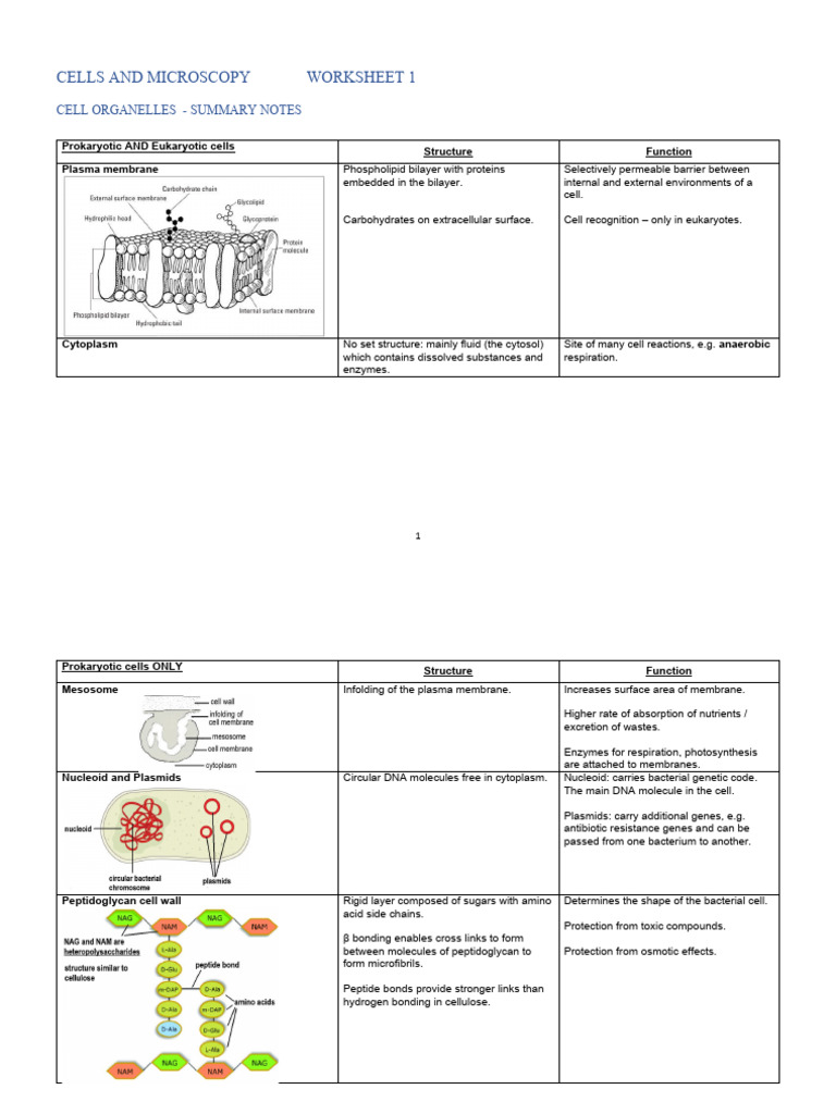 Cell Organelles and Functions Worksheet | PDF | Endoplasmic Reticulum ...