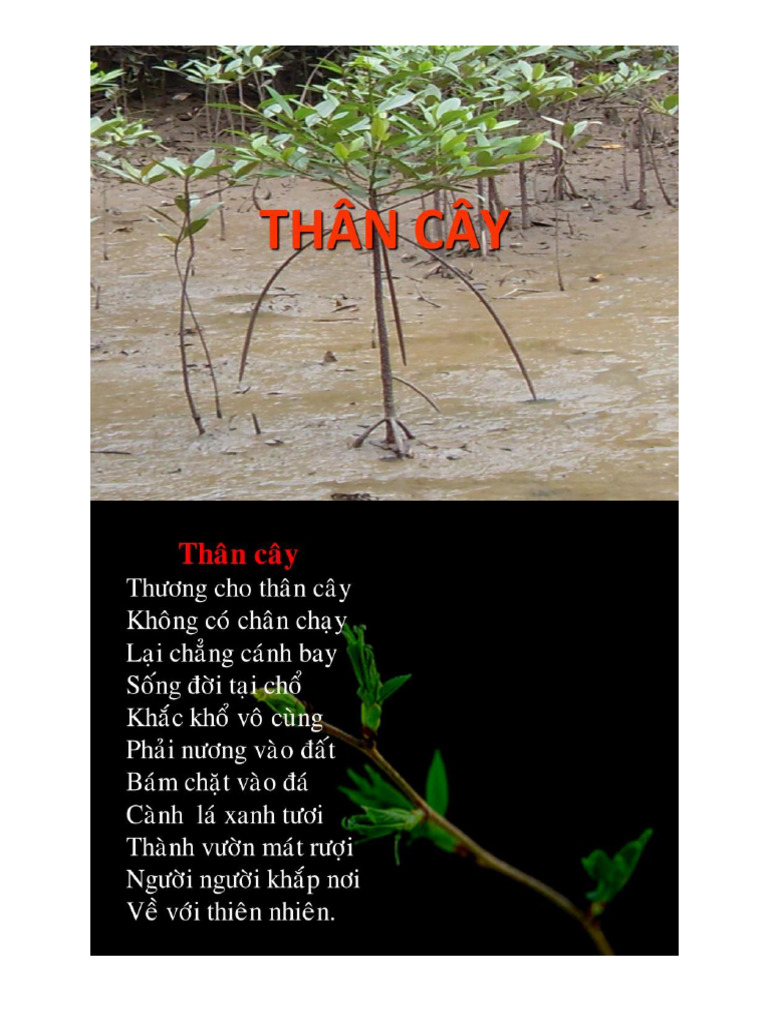 Slide Chương 3 Thân Cây | PDF