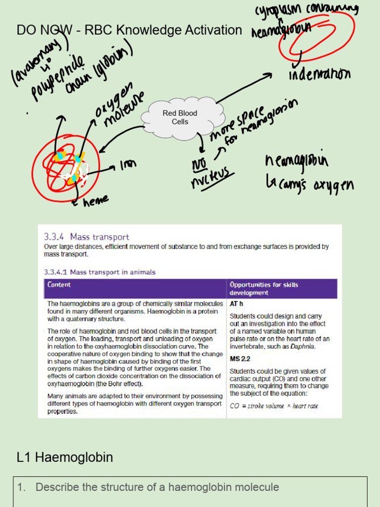 Haemoglobin Structure and Function Explained | PDF | Hemoglobin ...