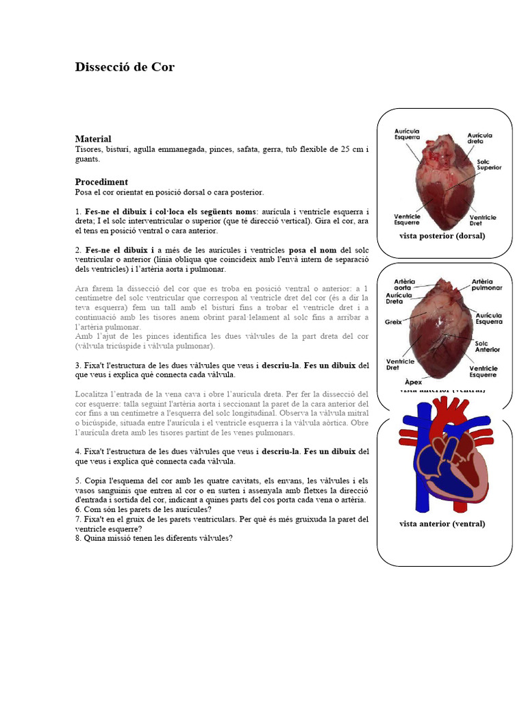 Fisiologia Animal 1 Disseccio de Cor Exp | PDF