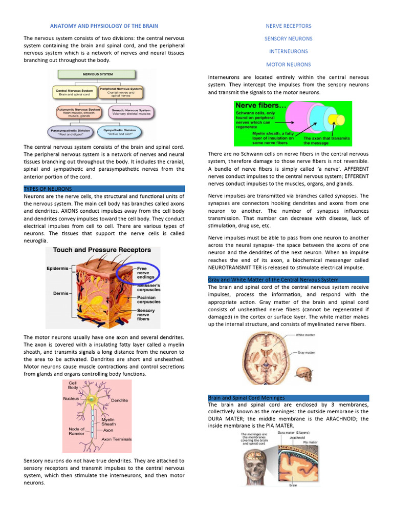 ANATOMY-AND-PHYSIOLOGY-OF-THE-BRAIN | PDF | Nervous System | Neuron